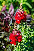 Snapdragon (Antirrhinum majus 'Rocket Samtrot')
