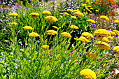 Fernleaf yarrow (Achillea filipendulina)