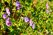 Wiesen-Storchschnabel (Geranium pratense) mit Kleiner Kohlweißling (Pieris rapae)