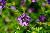 Wiesen-Storchschnabel (Geranium pratense) mit Biene