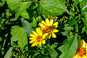 Blühende Haage-Zinnie (Zinnia haageana Profusion yellow) mit Biene