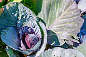 Red cabbage Amaranth (Brassica oleracea) in the vegetable patch