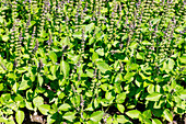 Blühendes Indisches Basilikum (Ocimum tenuiflorum) im Kräuterbeet