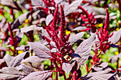 Blooming Joseph's coat amaranth (Amaranthus gangeticus)