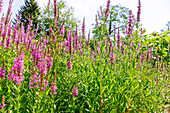 Blühender Blut-Weiderich (Lythrum salicaria)