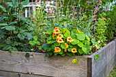 Nasturtium (Tropaeolum) in a raised bed in the summer garden