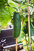 Ripe cucumber (Cucumis sativus) in the vegetable garden