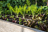 Vegetable garden with fennel and lettuce in a wooden raised bed
