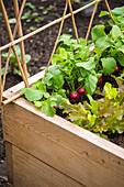 Radishes and lettuce in a wooden raised bed