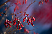 Früchte der Gewöhnlichen Berberitze (Berberis vulgaris) im Winter