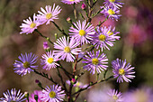 Autumn aster (Aster ericoides 'Pink Star') in full bloom