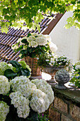 Weiße Hortensien (Hydrangea) auf Gartenmauer