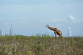 Giraffe on grassland