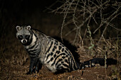 African civet foraging at night