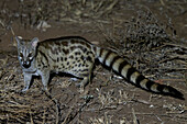 Large spotted genet
