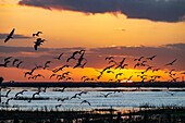 Flock of cattle egrets at sunset, Donana National Park, Spain