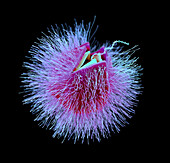 Giant virus particle releasing DNA, illustration