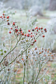 Hagebutte im Raureif