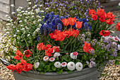 Zinkwanne auf der Kiesterrasse bepflanzt mit Leinblättiger Tulpe, Bergbohnenkraut, Gänseblümchen, Traubenhyazinten, Vergissmeinnicht und niedriger Jakobsleiter 'Haevenly Habit'