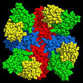Neuraminidase complexed with antibody, molecular model