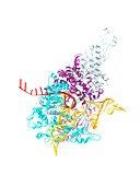 RNA-dependent RNA polymerase molecule
