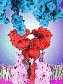 Coronavirus spike protein and receptor, illustration