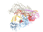 CRISPR Cas12a protein, molecular model
