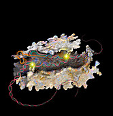 CRISPR Cas12a protein, illustration