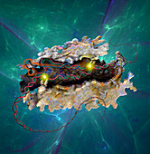 CRISPR Cas12a protein, illustration