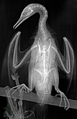 Cormorant, X-ray