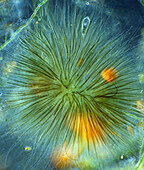 Rivularia cyanobacteria, light micrograph
