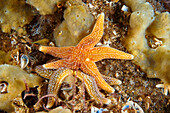 Common starfish