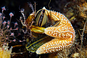 Common starfish feeding on blue mussel