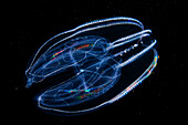 Bolinopsis comb jelly