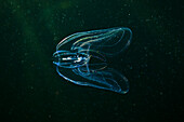 Bolinopsis comb jelly