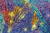 Paracetamol, polarized light micrograph