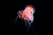 Lion's jellyfish preying on common jellyfish