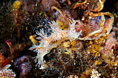 Dendronotus nudibranch
