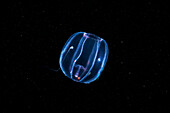 Comb jelly