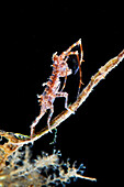 Amphipod crustacean