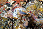 Common whelk feeding on an annelid worm