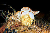 Neptunea despecta sea snail laying eggs