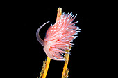 Nudibranch feeding on a hydroid