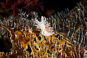 Dendronotus nudibranch on a kelp