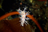 Dendronotus nudibranch on a kelp