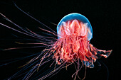 Lion's mane jellyfish