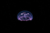 Moon jellyfish