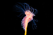 Nudibranch feeding on a hydroid