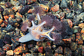 Lucernaria stalked jellyfish