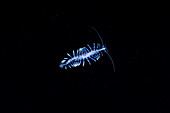 Polychaete marine worm
